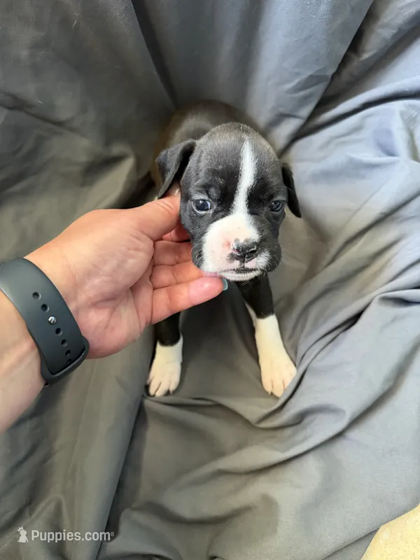 Puppy 2 – Boxer puppy for sale in Saint Joseph, TN