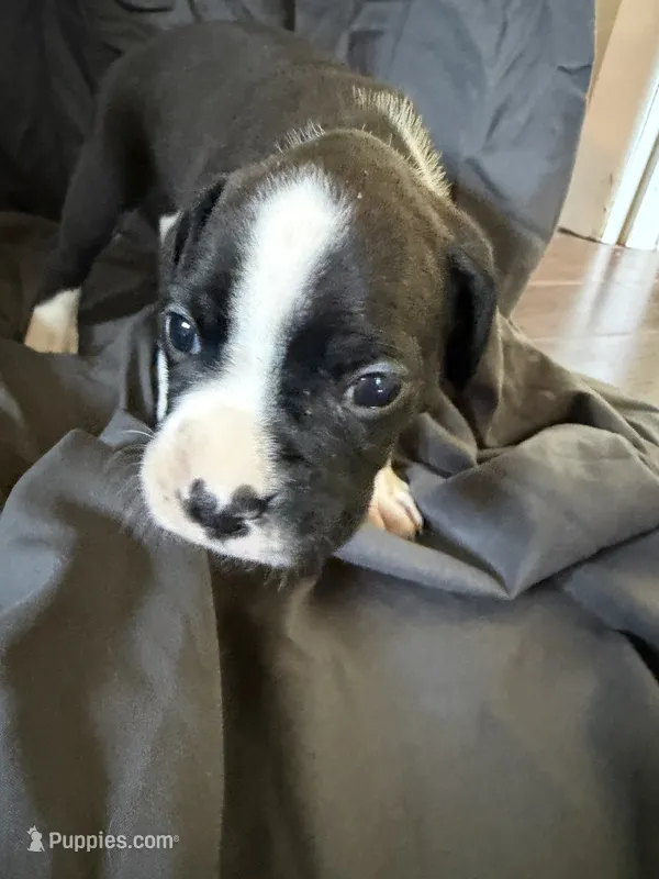 Puppy 9 – Boxer puppy for sale in Saint Joseph, TN