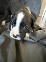 Puppy 9, a female Boxer for sale in Saint Joseph, TN – 1 of 1