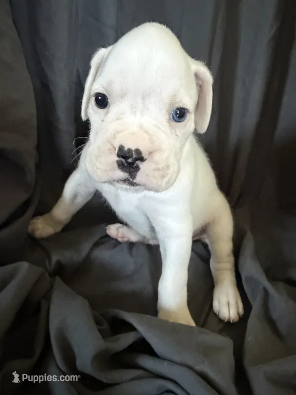 Puppy 3 – Boxer puppy for sale in Saint Joseph, TN