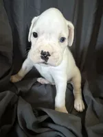 Puppy 3, a male Boxer for sale in Saint Joseph, TN – 1 of 1