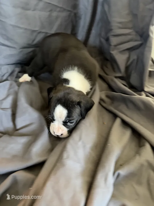 Puppy 7 – Boxer puppy for sale in Saint Joseph, TN