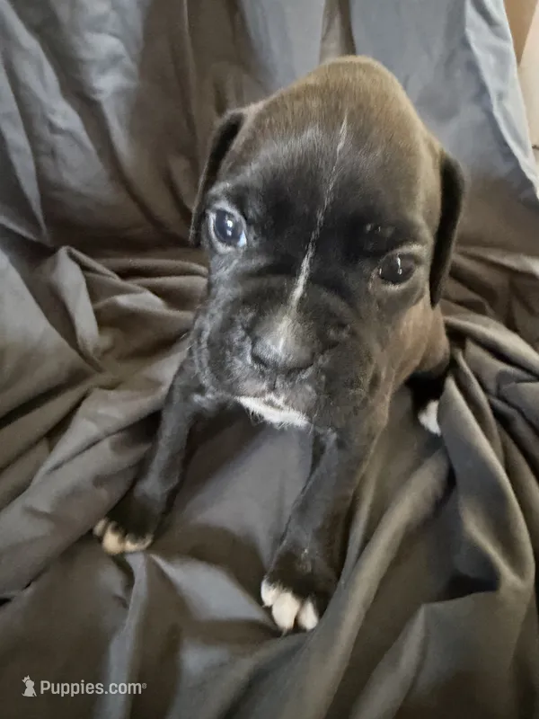 Puppy 5 – Boxer puppy for sale in Saint Joseph, TN