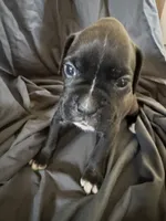 Puppy 5, a female Boxer for sale in Saint Joseph, TN – 1 of 1
