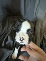 Puppy 4, a male Boxer for sale in Saint Joseph, TN – 1 of 1