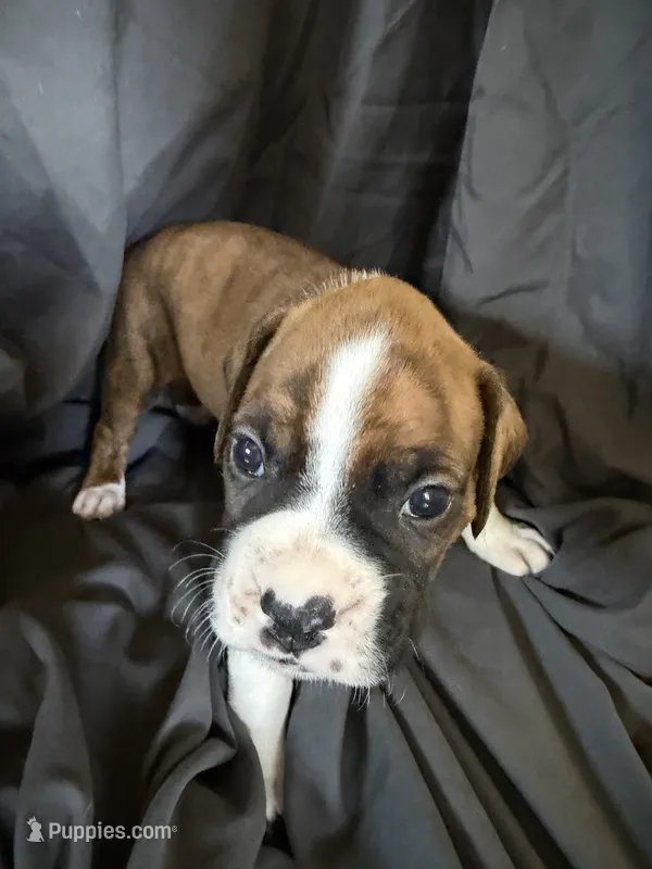 Puppy 1 – Boxer puppy for sale in Saint Joseph, TN
