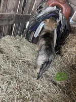 Green, a female German Shepherd Dog for sale in Pleasant Shade, TN – Photo 2 of 3