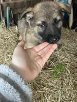 Green, a female German Shepherd Dog for sale in Pleasant Shade, TN – Photo 3 of 3