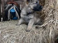 Purple, a female German Shepherd Dog for sale in Pleasant Shade, TN – Photo 1 of 2
