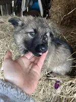 Purple, a female German Shepherd Dog for sale in Pleasant Shade, TN – Photo 2 of 2