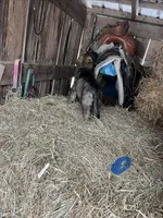 Light blue , a female German Shepherd Dog for sale in Pleasant Shade, TN – Photo 3 of 3