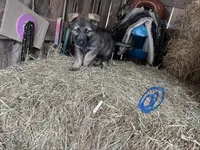 Light blue , a female German Shepherd Dog for sale in Pleasant Shade, TN – Photo 2 of 3