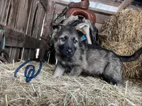 Dark blue , a female German Shepherd Dog for sale in Pleasant Shade, TN – Photo 1 of 2