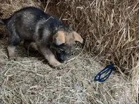 Dark blue , a female German Shepherd Dog for sale in Pleasant Shade, TN – Photo 2 of 2
