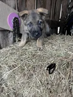 Black, a female German Shepherd Dog for sale in Pleasant Shade, TN – Photo 2 of 2