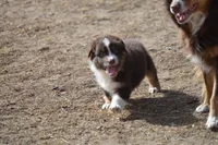 Willie Nelson, a male Australian Shepherd for sale in Fairview, MT – Photo 2 of 2