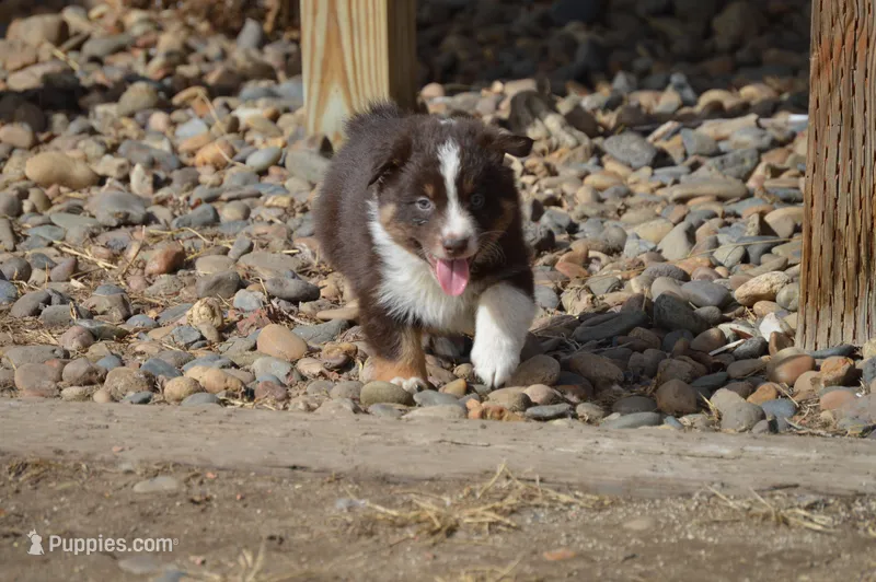 Willie Nelson – Australian Shepherd puppy for sale in Fairview, MT