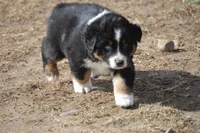 Trace Adkins, a male Australian Shepherd for sale in Fairview, MT – Photo 1 of 3