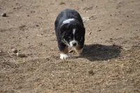 Trace Adkins, a male Australian Shepherd for sale in Fairview, MT – Photo 2 of 3
