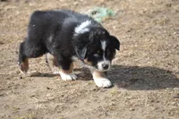 Trace Adkins, a male Australian Shepherd for sale in Fairview, MT – Photo 3 of 3
