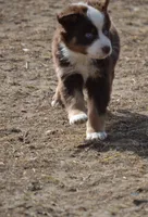 Kenny Rodgers, a male Australian Shepherd for sale in Fairview, MT – Photo 2 of 2