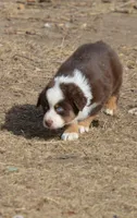 Kenny Rodgers, a male Australian Shepherd for sale in Fairview, MT – Photo 1 of 2