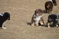 Dolly Parton, a female Australian Shepherd for sale in Fairview, MT – Photo 2 of 2