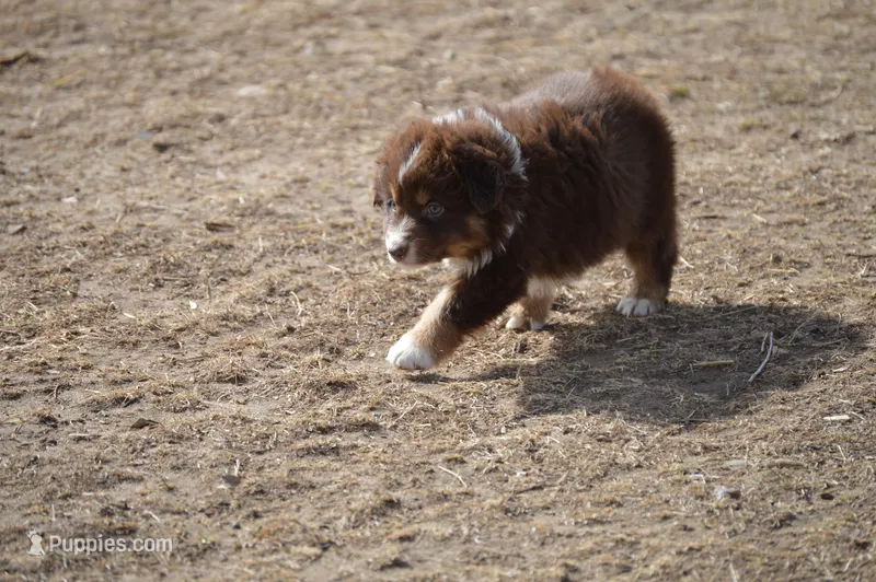 Dolly Parton – Australian Shepherd puppy for sale in Fairview, MT