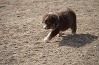 Dolly Parton, a female Australian Shepherd for sale in Fairview, MT – Photo 1 of 2
