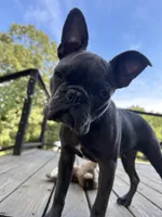 Odie, a male Frenchton for sale in Selmer, TN – 4 of 7