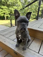 Odie, a male Frenchton for sale in Selmer, TN – 2 of 7