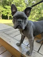 Odie, a male Frenchton for sale in Selmer, TN – 5 of 7