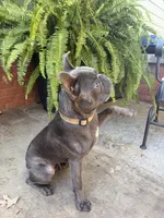 Odie, a male Frenchton for sale in Selmer, TN – 6 of 7