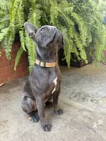 Odie, a male Frenchton for sale in Selmer, TN – 7 of 7