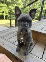 Odie, a male Frenchton for sale in Selmer, TN – 3 of 7