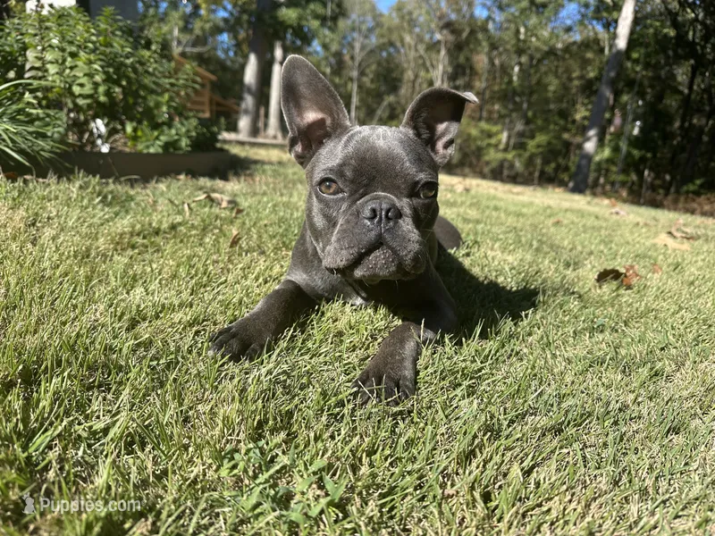 Odie – Frenchton puppy for sale in Selmer, TN