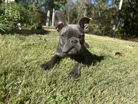 Odie, a male Frenchton for sale in Selmer, TN – 1 of 7