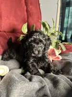 Clara, a female Poodle - Toy  and Miniature Dachshund for sale in O Brien, FL – 2 of 6