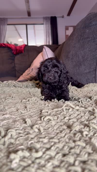 Clara, a female Poodle - Toy  and Miniature Dachshund for sale in O Brien, FL – 4 of 4