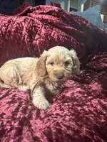 Bebee Ready Now, a female Poodle - Toy  and Miniature Dachshund for sale in O Brien, FL – Photo 2 of 7