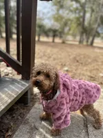 Bebee Ready Now, a female Poodle - Toy  and Miniature Dachshund for sale in O Brien, FL – Photo 5 of 7