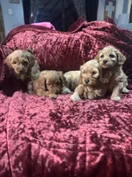 Bebee Ready Now, a female Poodle - Toy  and Miniature Dachshund for sale in O Brien, FL – Photo 7 of 7