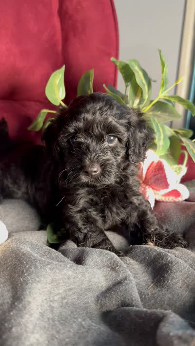 Clara, a female Poodle - Toy  and Miniature Dachshund for sale in O Brien, FL – 3 of 6