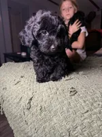 Cash, a male Poodle - Toy  and Miniature Dachshund for sale in O Brien, FL – 3 of 5