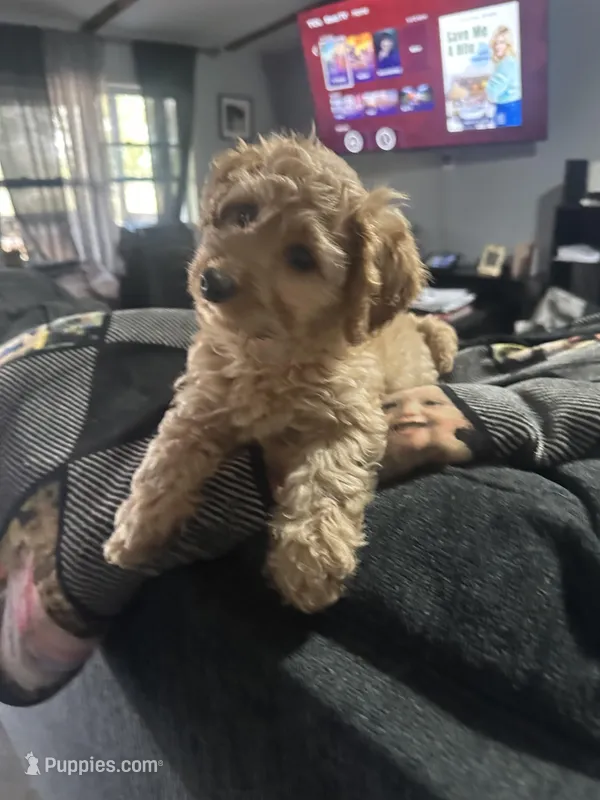 Ellie, a female Poodle - Miniature  and Miniature Dachshund for sale in O Brien, FL – Photo 1 of 2