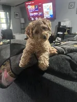 Ellie, a female Poodle - Miniature  and Miniature Dachshund for sale in O Brien, FL – Photo 2 of 2