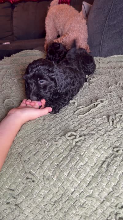 Clara, a female Poodle - Toy  and Miniature Dachshund for sale in O Brien, FL – 3 of 4