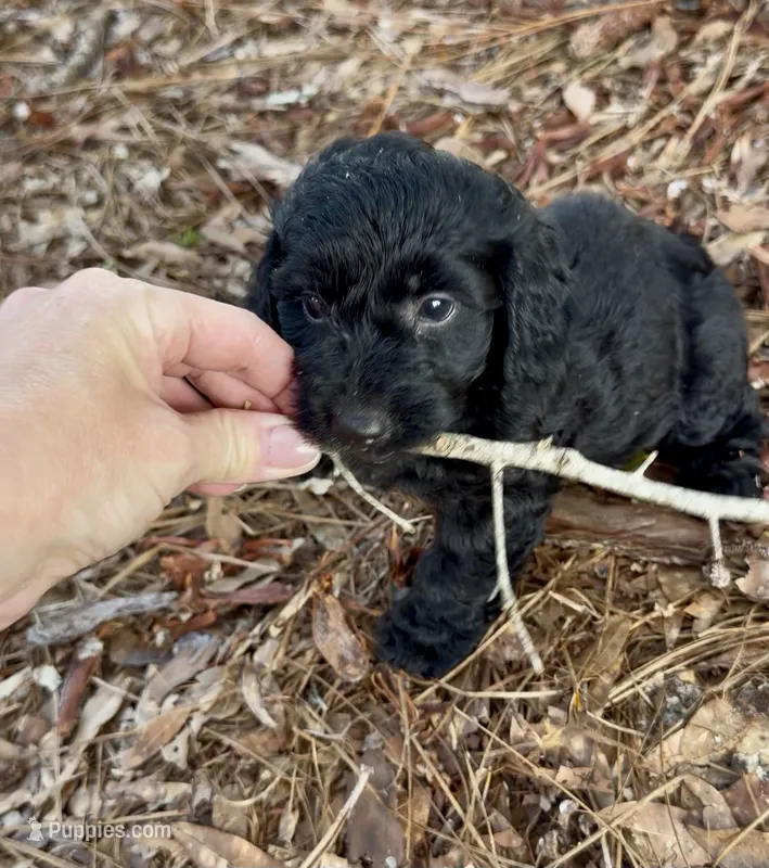 Clara – Poodle - Toy , Miniature Dachshund puppy for sale in O Brien, FL