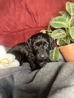 Candy, a female Poodle - Toy  and Miniature Dachshund for sale in O Brien, FL – 3 of 3