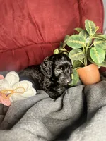 Clara, a female Poodle - Toy  and Miniature Dachshund for sale in O Brien, FL – 6 of 6